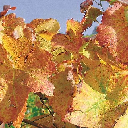 Weingut Alfred Huber Διαμέρισμα Durbach Εξωτερικό φωτογραφία